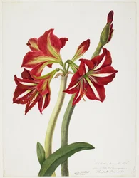 E.F. Seedling Amaryllus, May 1824